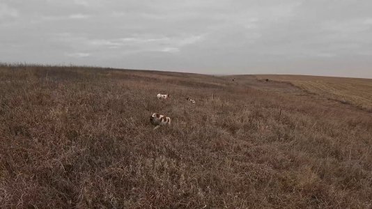 Bella Ret.jpg Bella Ret.jpg