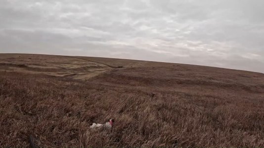 Remi Hen photo.jpg Remi Hen photo.jpg