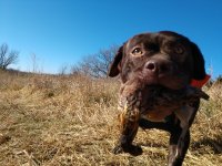 Daisy's 1st quail retrieve.jpg