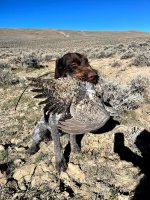 Bianca sage grouse.jpg