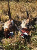 Pheasants-1.jpg
