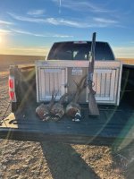 Pheasant 1-15-21.jpg