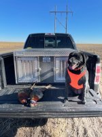 Pheasant(2) 1-15-21.jpg