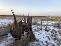 A1B32D5E-740A-42C6-A7B4-711AB68B7E5F.jpeg A1B32D5E-740A-42C6-A7B4-711AB68B7E5F.jpeg