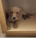 Lorie in Paducah.PNG