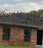 BBWD - Roof.jpg