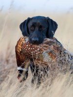 pheasant dog.jpg