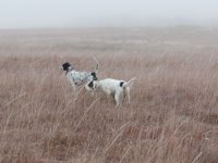 Trapper left Bodie Right.jpg