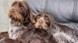 Screen Shot 2022-05-22 at 5.20.12 PM.png