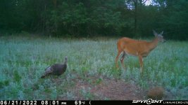 062122 - F4 - Doe & Turkey.jpg