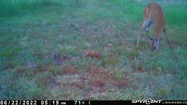 062222 - F17M - 2 qu & doe.jpg