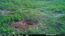 062522 - F15 - Hen & 10 chicks.jpg