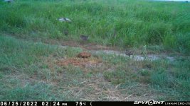 062522 - F31 - 6 ph chicks.jpg