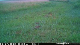 062722 - F1 - 6 chicks.jpg