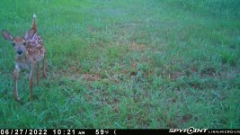 062722 - F14N - Fawn.jpg