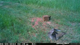 062822 - F30 - Flying ph chick.jpg