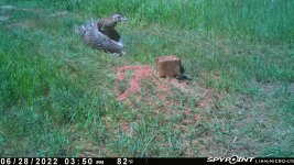 062822 - F30 - Flying ph chick2.jpg