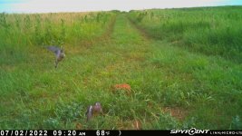 070222 - F15S - 2 Doves.jpg