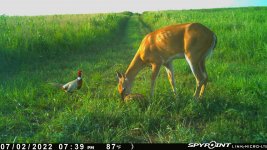070222 - F15S - Rooster & Doe.jpg