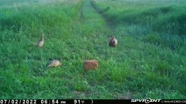 070222 - F17 - Rooster & 2 Hens.jpg