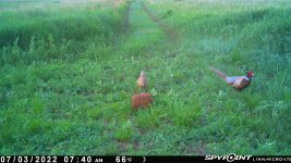 070322 - F17N - Rooster & Hen.jpg