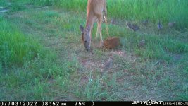 070322 - F30 - 9 chicks & doe.jpg