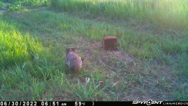 063022 - F30 - Badger.jpg