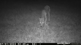 070122 - F14 - Ugly Coyote.jpg