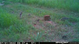 070122 - F30 - Hen-4 chicks-2 mice.jpg