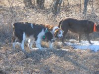 Three dogs eatin snow.jpg