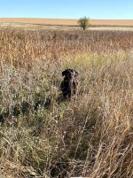 Hunt, 2020-10-18 (2).JPG