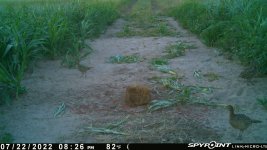 072222 - F1 - 4 ph chicks.jpg