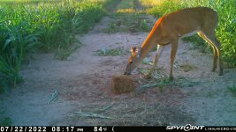 072222 - F1 - Hen-5 chicks-Doe.jpg