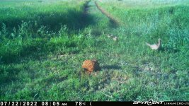 072222 - F17 - Hen & 5 chicks.jpg