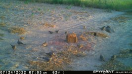 072422 - F0 - 17 Doves.jpg