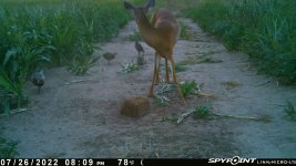 072622 - F1 - Doe & 4 ph.jpg