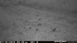 071622 - F30 - 11 mice.jpg