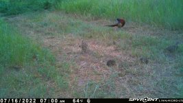 071622 - F30 - Rooster-2 chicks-2 mice.jpg