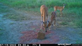 071922 - F0I - Doe & 2 fawns.jpg