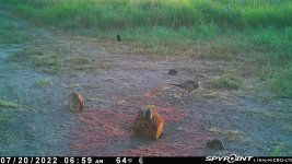 072022 - F0 - Hen-Rabbit-3 mice.jpg