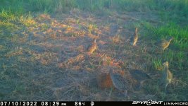 071022 - F4 - 6 ph chicks.jpg