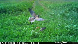 071122 - F17 - 2 flying dove.jpg