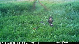 071222 - F17 - 2 skunks.jpg