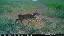 071322 - F21 - Fawn.jpg
