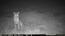 071422 - F15I - Sitting Bobcat.jpg