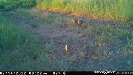 071422 - F30 - Rooster-Hen-4 chicks.jpg