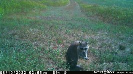 081022 - F14 - Raccoon.jpg