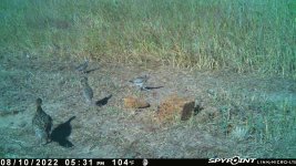 081022 - F33 - Hen & 3 half grown chicks.jpg