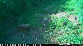 081222 - F15 - 6 ph chicks.jpg