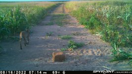 081622 - F1 - Bobcat with ph in mouth.jpg